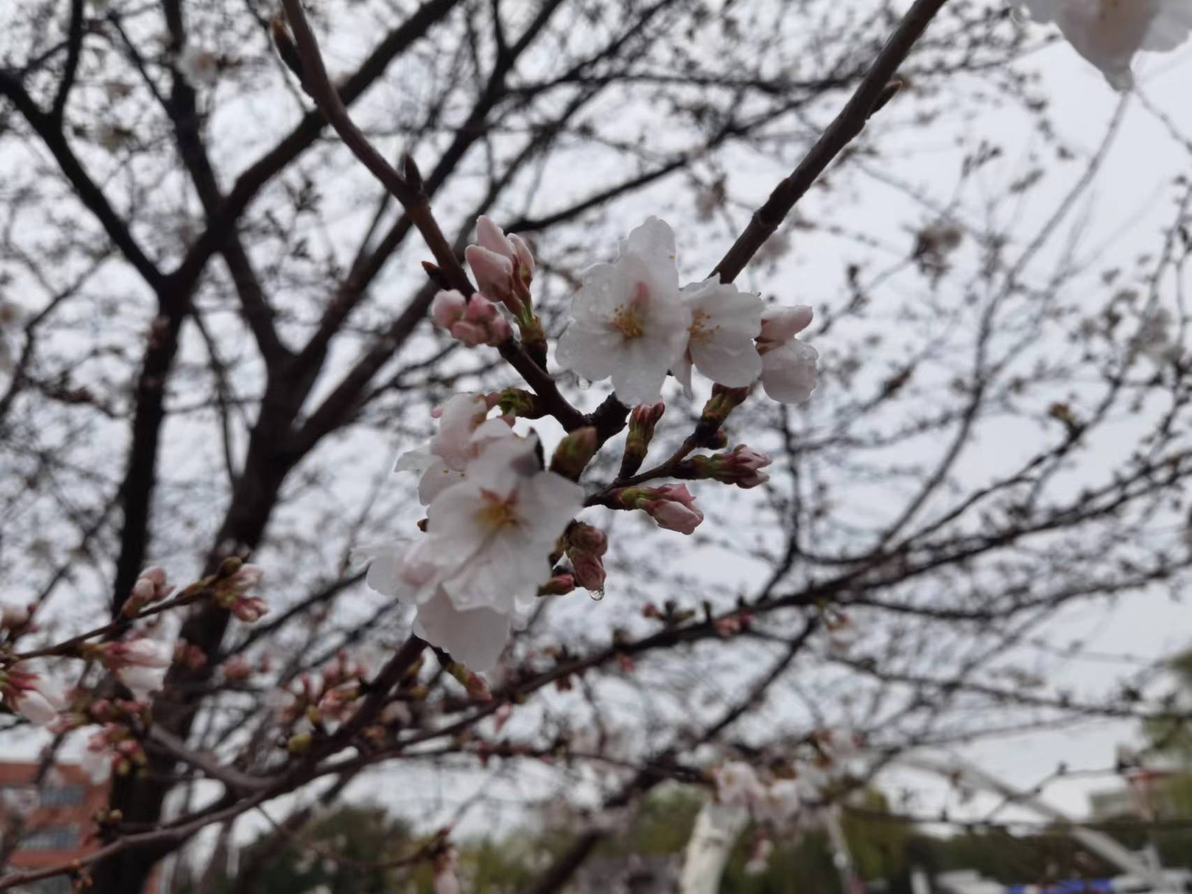 做核酸路上拍的樱花，春天来了，但我们的春天却没来